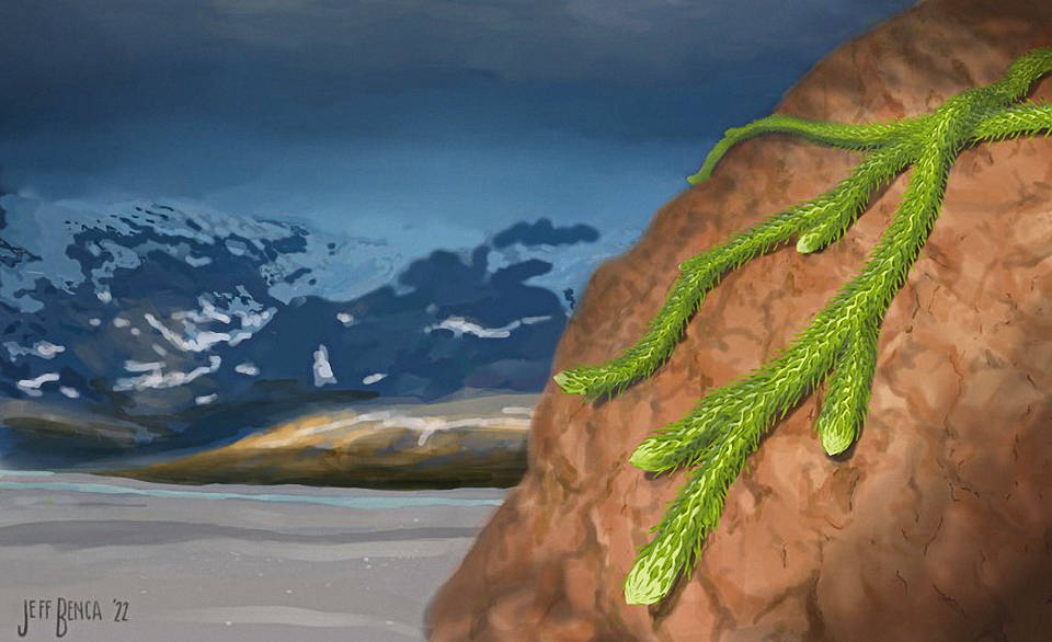 Künstlerische Darstellung einer teilweise eisbedeckten Landschaft aus dem frühen Devon mit der frühen Gefäßpflanze Drepanophycus. Illustration von Jeffrey Benca, University of California-Berkeley