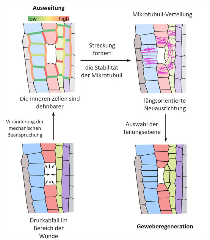 Schema des Wundverschlusses durch gerichtete Zellteilung infolge mechanischer Einflüsse und Mikrotubuli-Bündel. Infografik zum Schema Wundverschluss