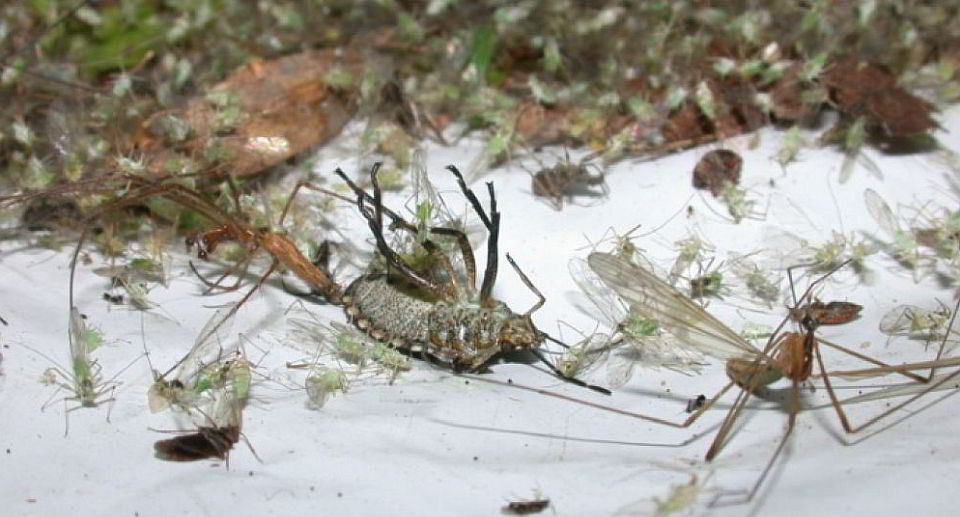 Auf Planen gesammelte Insekten