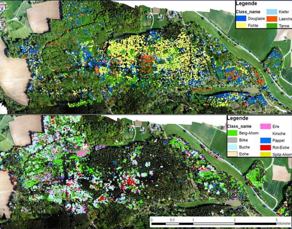 Die Abbildung zeigt das Ergebnis einer multitemporalen Klassifikation von Baumarten