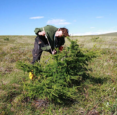 Krummholzaufnahmen in Keperveem (Russland, Autonomer Kreis der Tschuktschen). Foto: Stefan Kruse