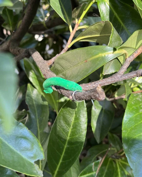 Grüne Knetmasse-Raupe auf einem Zweig mit grünen Blättern.