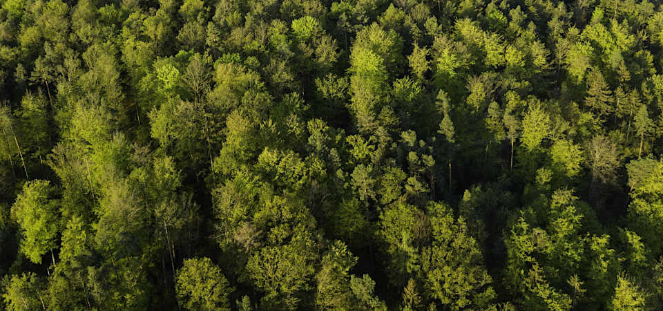 Wald aus der Vogelperspektive gesehen