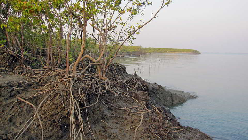 Mangroven der Sundarbans In den Mangroven der Sundarbans. Foto: Annika Stalling, Leibniz-Zentrum für Marine Tropenforschung