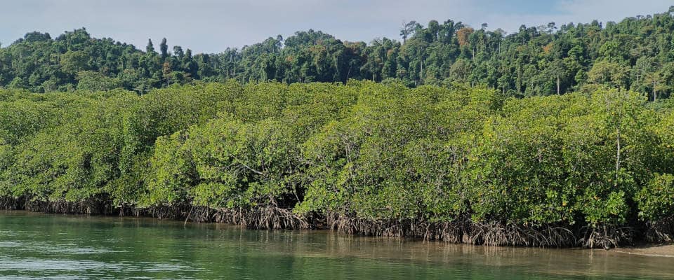 Die Kraft natürlicher Klimaschützer – und ihre Grenzen Mangrovenwald