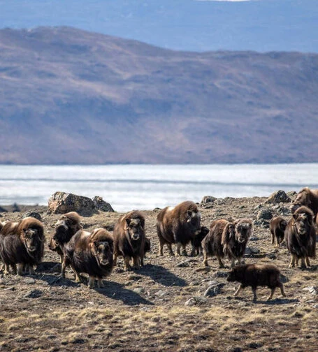 Dass Foto zeigt eine Herden Moschusochsen