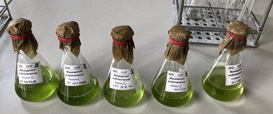 Flüssige Proben von der Alge Mesotaenium endlicherianum in Laborkolben. Proben von der Alge Mesotaenium endlicherianum