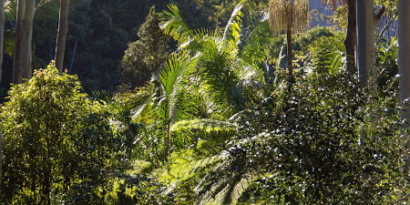 Die Tropenwälder, oft als „Lungen der Erde“ bezeichnet, sind auch durch weniger sichtbare Bedrohungen wie Nährstoffanreicherung unter Druck geraten Tropischer Regenwald
