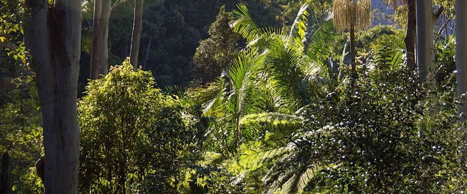 Die Tropenwälder, oft als „Lungen der Erde“ bezeichnet, sind auch durch weniger sichtbare Bedrohungen wie Nährstoffanreicherung unter Druck geraten. Regenwald