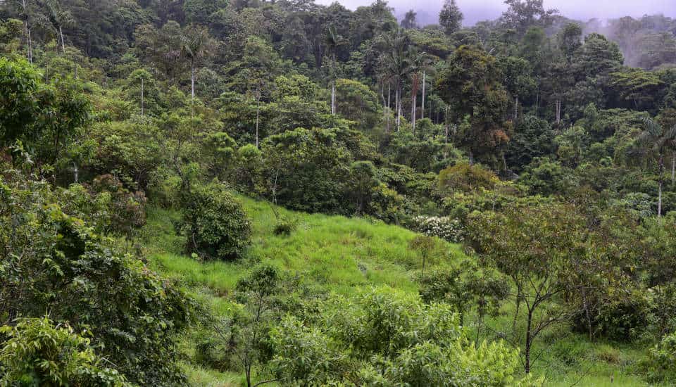 In Agrarflächen wachsen Bäume schnell wieder nach, sobald die Landnutzung eingestellt wurde. Regenerierter Regenwald