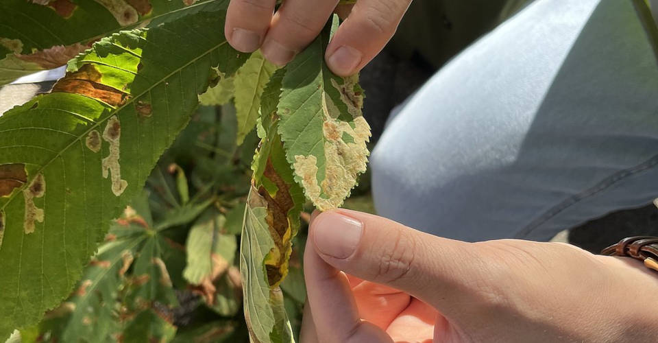 Hände halten ein Blatt der Rosskastanie mit braunen Flecken, im Hintergrund weitere Blätter.