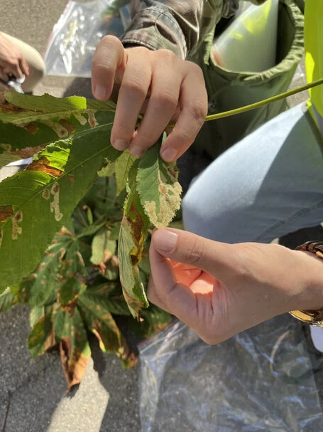 Hände halten ein Blatt der Rosskastanie mit braunen Flecken, im Hintergrund weitere Blätter und eine Person in Jeans und gelber Weste. 