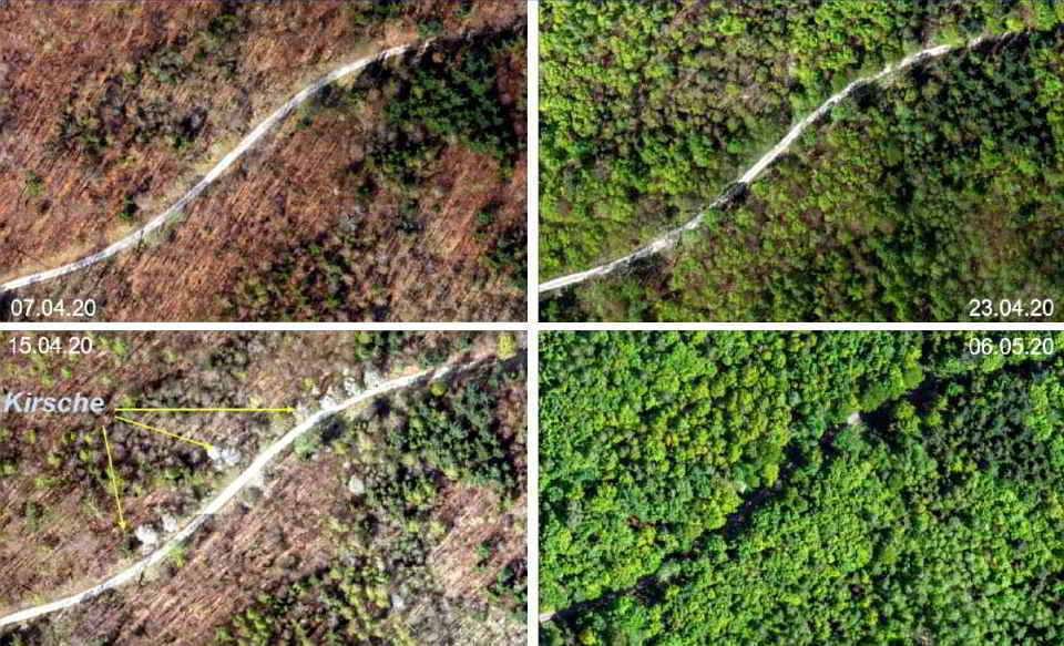 Multisaisonale Datenerfassung zur Baumarten-Klassifikation 