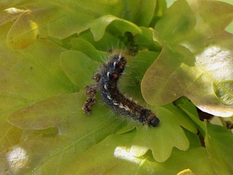 Schwammspinner Raupe des Schwammspinners auf einem Blatt