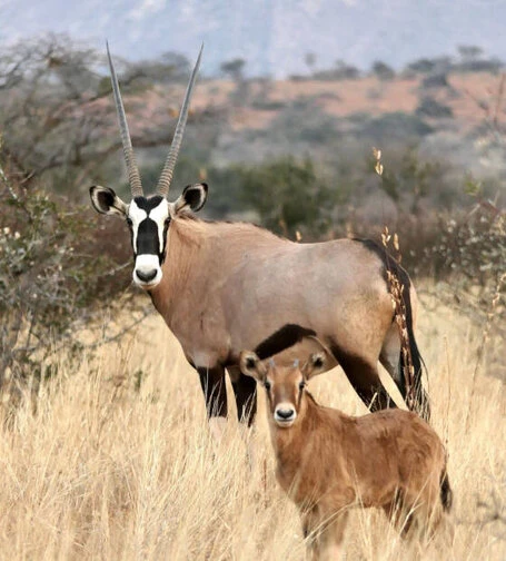 Das Foto zeigt ein erwachsenes Tier, iom Vordergrund ein Jungtier