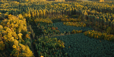 Luftaufnahme eines Waldgebietes mit unterschiedlichen Baumarten