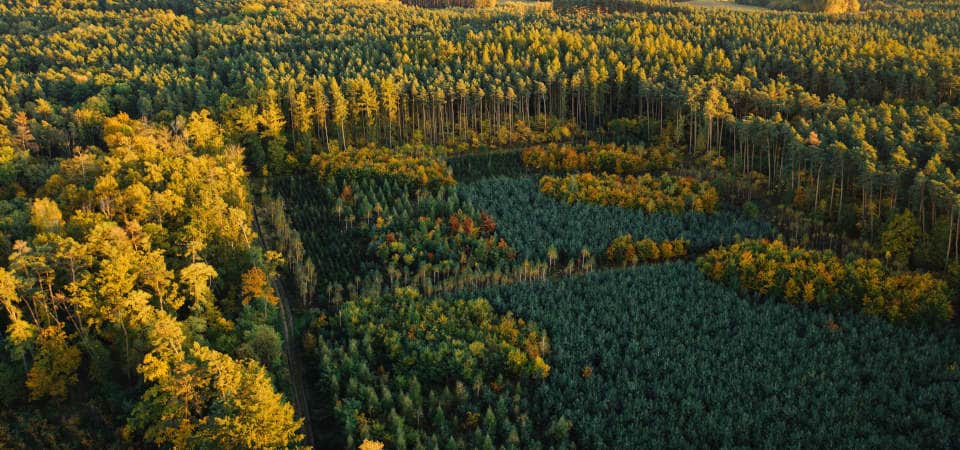 Bundesforschungsministerium unterstützt Kieler Konzept der "unterstützten Baumwanderung" zur Klimaanpassung mit 2,25 Millionen Euro Luftaufnahme eines Waldgebietes mit unterschiedlichen Baumarten