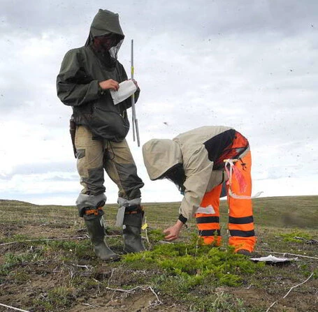 Krummholz Nadelprobennahme auf der Taimyr Halbinsel. Foto: Stefan Kruse