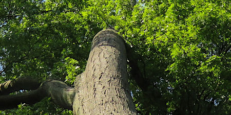 Dicht belaubte Baumkrone