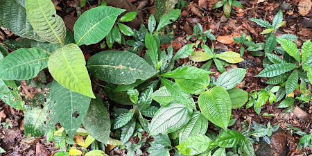 Jungpflanzen im Unterwucha