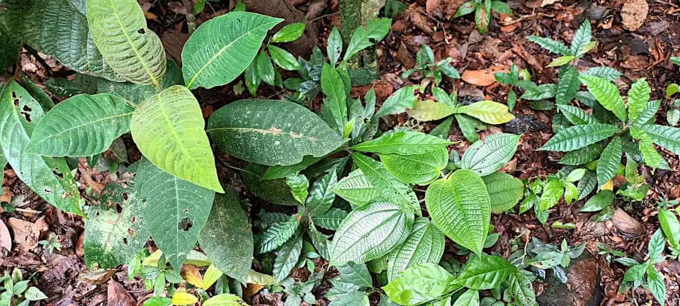Gehölzjungpflanzen im schattigen Unterwuchs in Zentralpanama. Junge Gehölzpflanzen