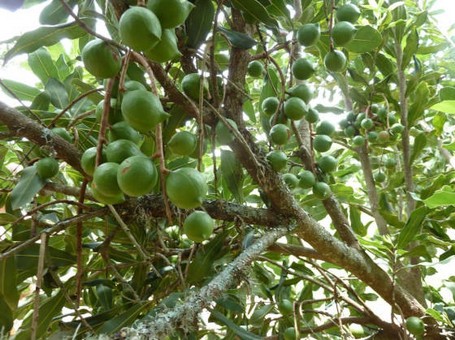 Unreife Nüsse Die unreifen Nüsse hängen in Trauben am Baum. Die Bestäubung der Macadamia-Blüten durch Insekten ist essenziell für die Produktion. Foto: Mina Anders