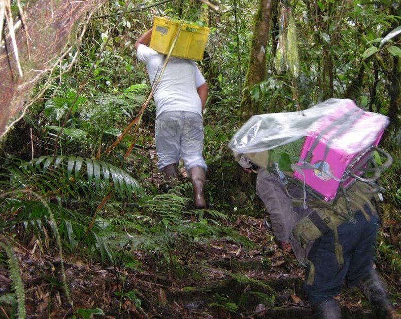 Die Verpflanzung von Baumsetzlingen im tropischen Bergwald in Südecuador. Zwei Männer mit Gepäck im Regenwald