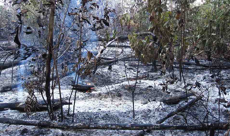 Versuchsfläche Versuchsfläche nach einem Feuer, das Wissenschaftler als Teil eines Langzeitexperiments legten.