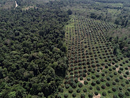 Die Forscherinnen und Forscher verglichen die Auswirkungen von lebenden Wurzeln oder Laubstreu in kleinen Versuchsflächen im Regenwald (links) mit Ölpalmenplantagen (rechts). Foto: Ananggadipa R