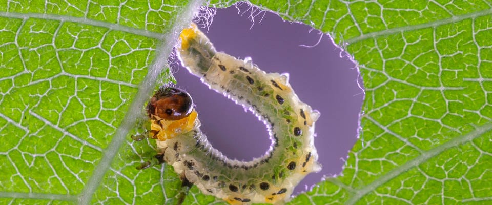 Eine Larve der Kleinen Weidenblattwespe (Nematus pavidus) frisst an einem Weidenblatt. Eine Larve frisst an einem Blatt