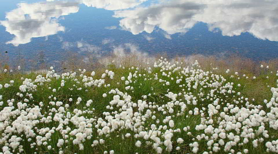 Wollgräser am Ufer des Unteren Ilerneys (Russland, Autonomer Kreis der Tschuktschen). Foto: Stefan Kruse