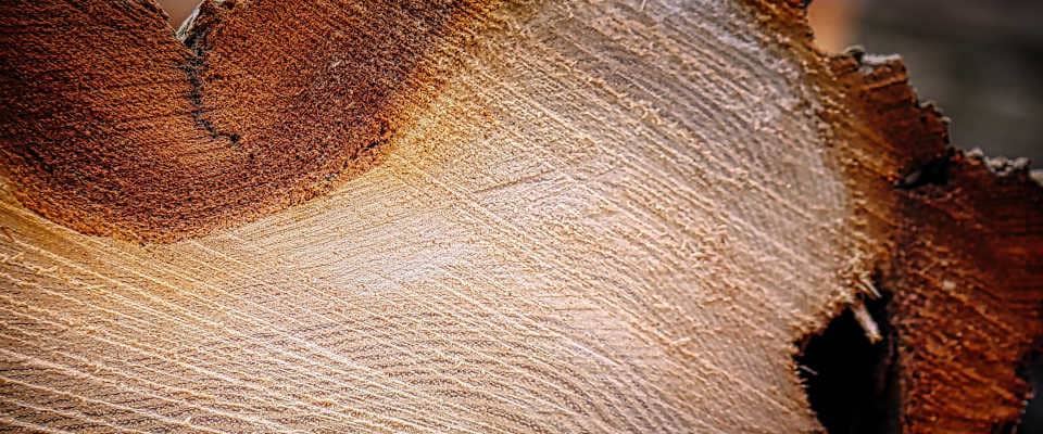 Baumstämme und Stammteile lassen sich anhand der Oberflächenstruktur der Sägeflächen markierungsfrei und fälschungssicher identifizieren. Sägespuren auf der Oberfläche eines Baumstammes