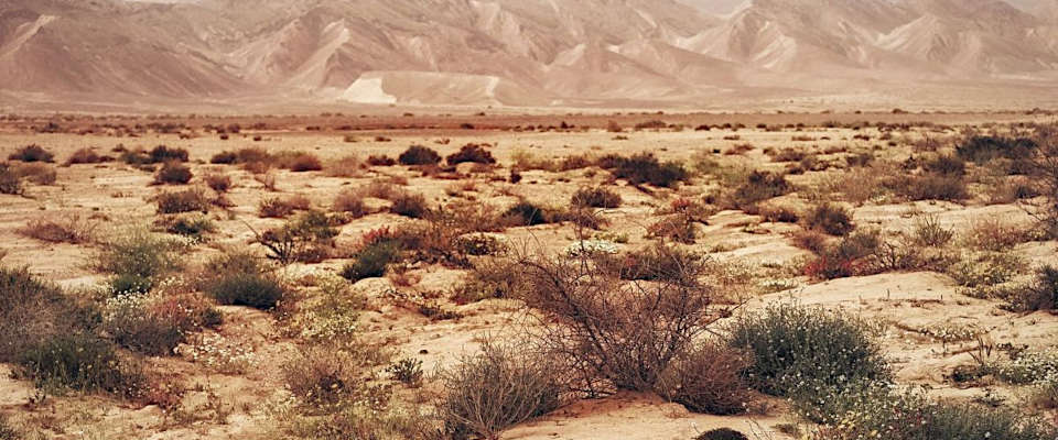 Bodennahes Strauchwerk in einer Wüste
