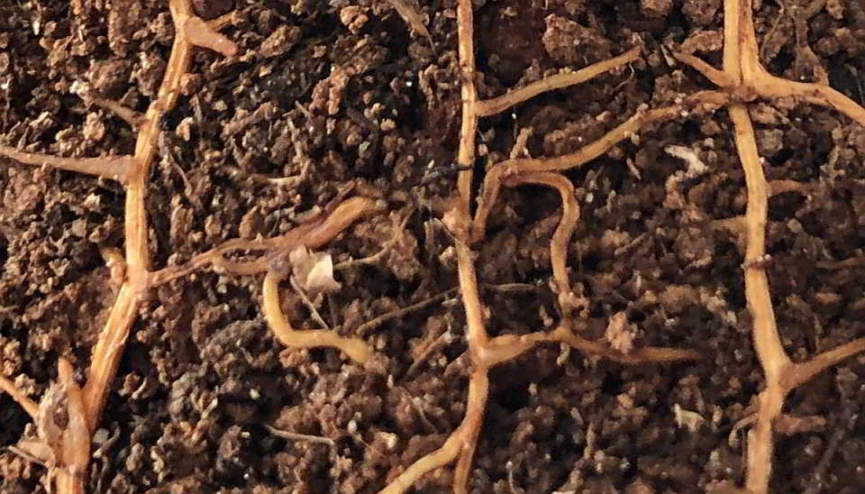 Wie Wurzeln zum Wasser finden Wissen